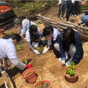 Selecting and planting the trees