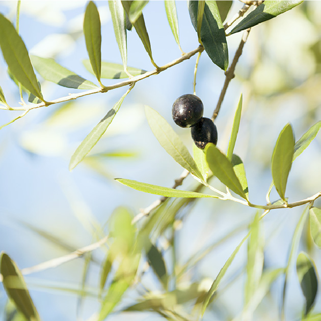 Olive Trees Cultivated in Teshima